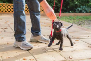 A cute black Staffordshire bull terrier puppy with a red collar and red leash, standing on three legs, being trained by a man in jeans and trainers holding a treat for the puppy.