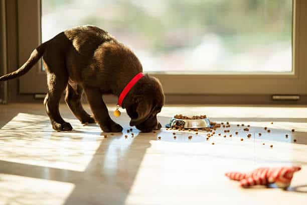 Beautiful brown Labrador puppy eating food from its plate in the living room