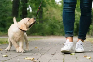 Labrador puppy tugs and bites at the leash while walking at the park