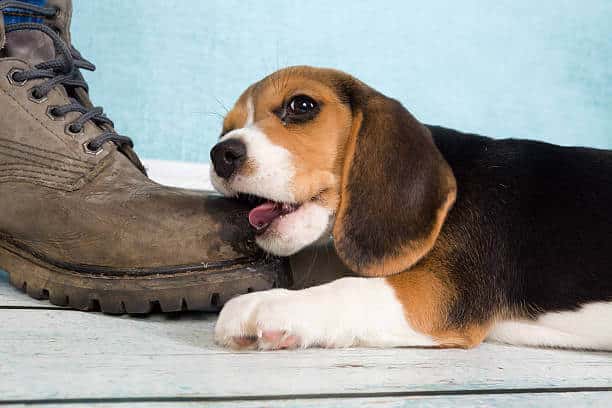 Seven weeks old cute little beagle puppy chewing on some one's boot.