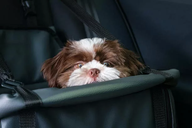 Shih tzu puppy in a photo shoot inside the car on the pet safety seat.