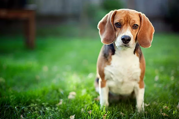 A beautiful hound dog sits on a green grass lawn looking at the camera,  with sunlight backlighting her head.  Horizontal with copy space.