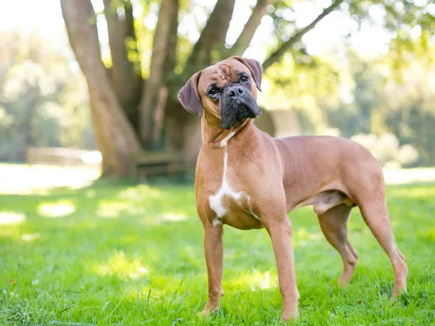 A purebred Boxer dog standing outdoors and listening with a head tilt