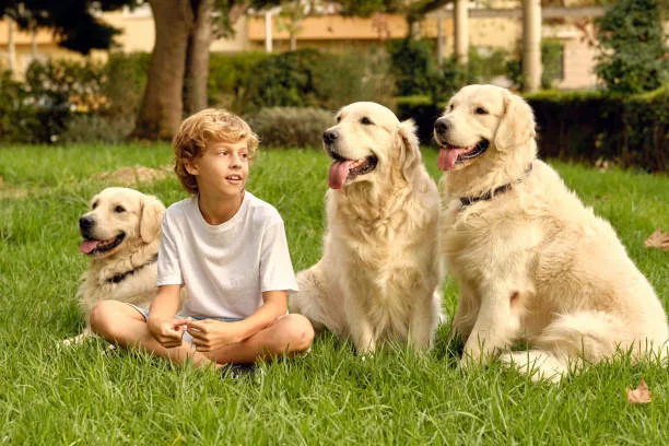 Preteen boy sitting on green grass with pack of fluffy Golden Retriever dogs in summer